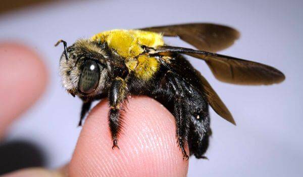 Все о диких пчелах: их вреде и пользе