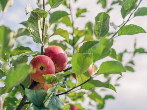 Описание и характеристики яблонь сорта лобо, разновидности, посадка и уход