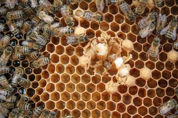 Как вылечить аскосфероз пчел