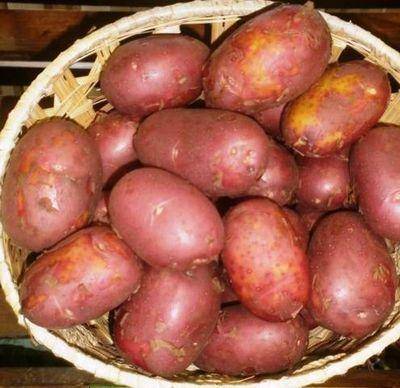 Картофель ароза: красивый, вкусный, высокоурожайный сорт
