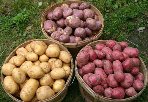 20 лучших ранних и скороспелых сортов картофеля