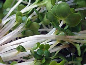 Какой салат можно выращивать на подоконнике