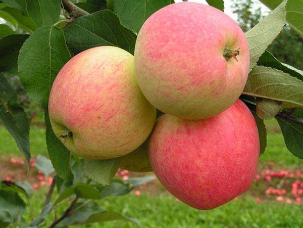 Основные сорта карликовых яблонь для выращивания на территории рф