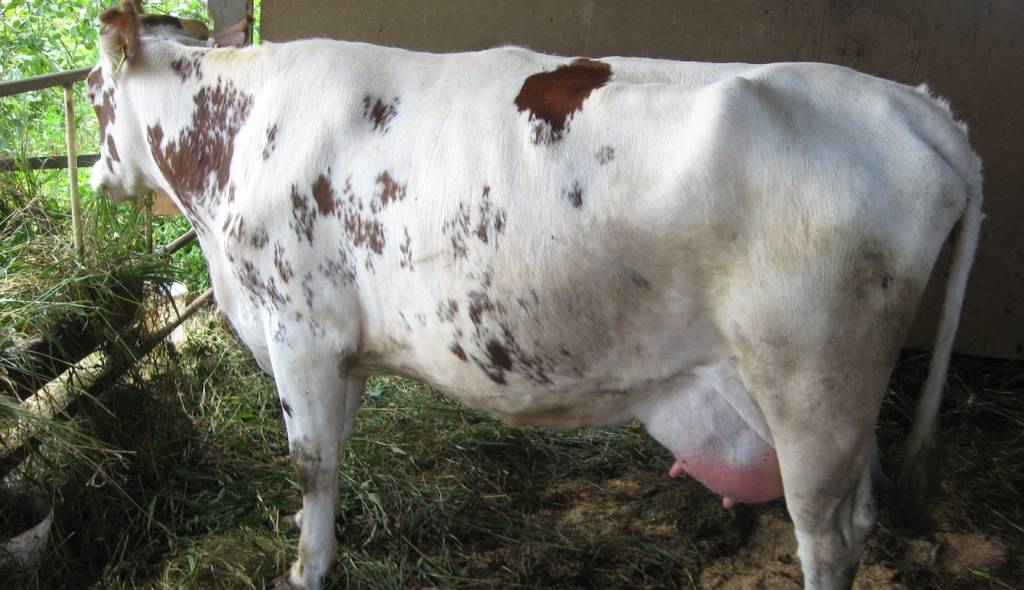 Чем опасен кетоз у коров и как он протекает? симптомы, методы лечения и профилактика болезни