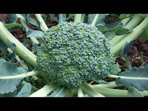 Как посадить и вырастить брокколи в открытом грунте