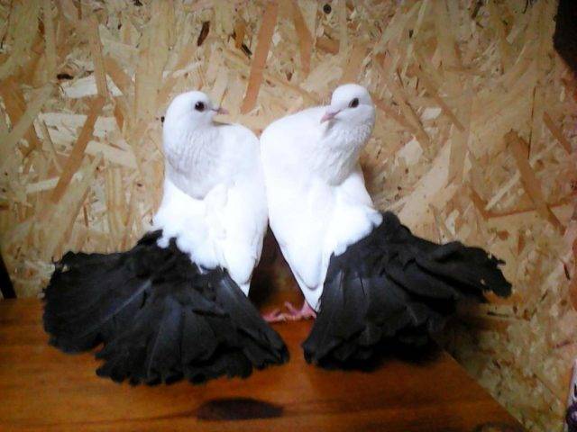 Разведение голубей: требования к содержанию, спаривание, гнездование, инкубация, кормление