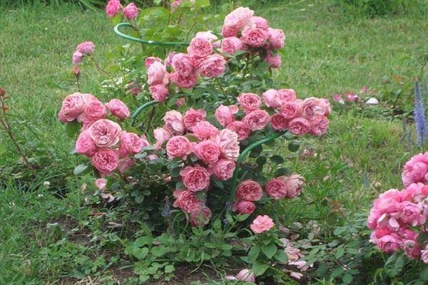 Сорта роз флорибунда с фото и названиями