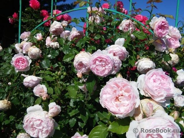 Роза фёрст леди: описание, фото. как вырастить фёрст леди в своем саду