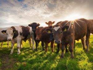 Абсцесс у крс: лечение у коров, история болезни