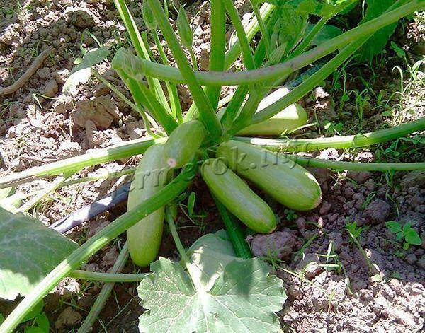Выращивание урожайных кабачков кавили f1