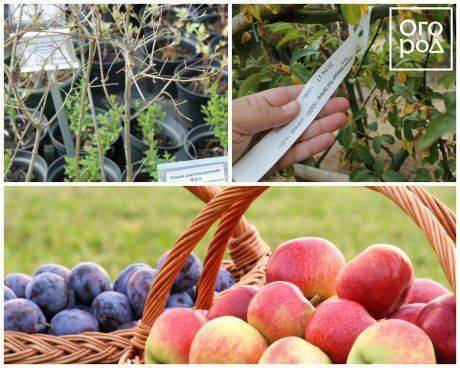 Как выращивать персик из косточки в домашних условиях