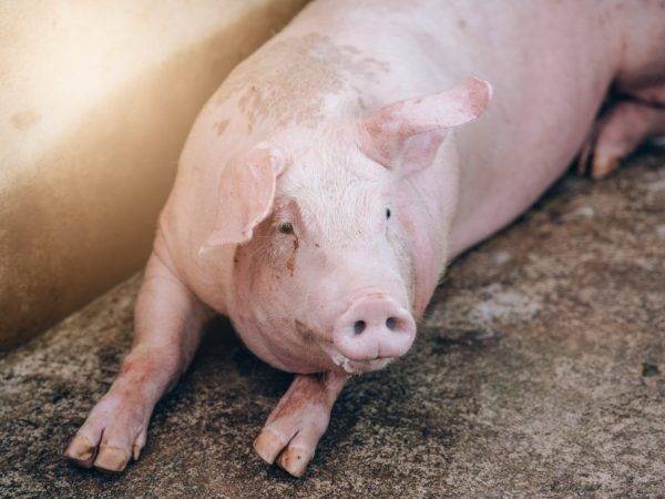 Глисты у свиней симптомы и лечение