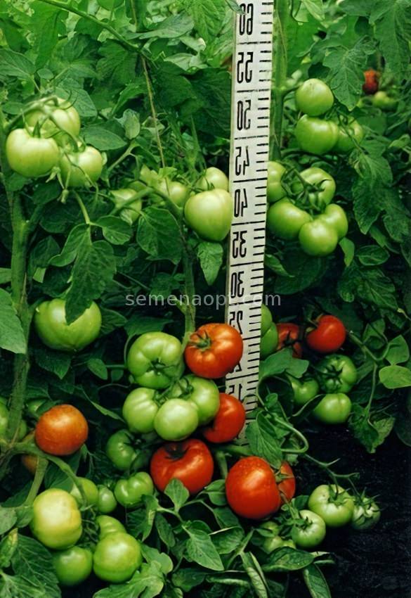 Томат чибли f1 — описание сорта, фото, урожайность и отзывы садоводов