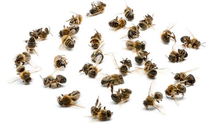 Как правильно принимать пчелиный подмор от простатита