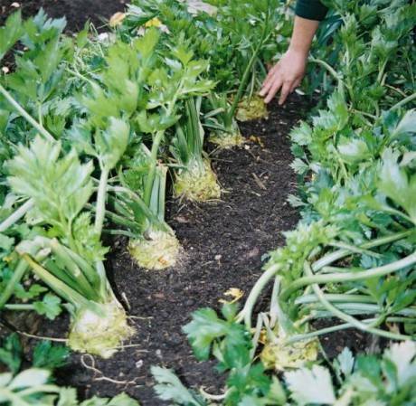 Выращивание корневого сельдерея: советы и секреты урожая