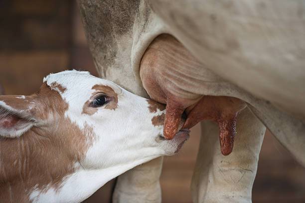 Причины солёного молока у коровы