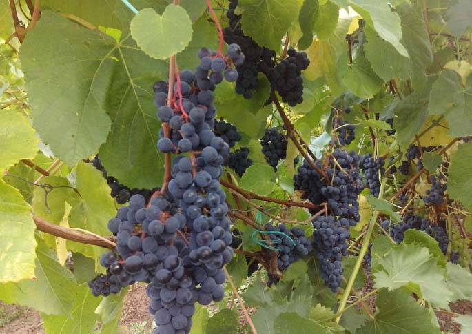 Морозостойкий сорт винограда тукай — описание