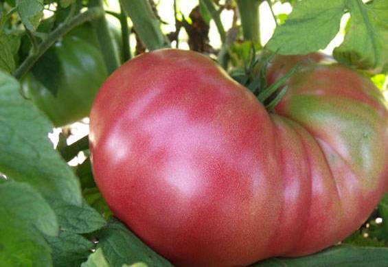Томат розовый гигант (малиновый гигант): описание сорта и характеристика помидор, выращивание