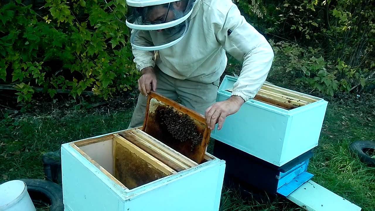 Как объединить пчелиные семьи