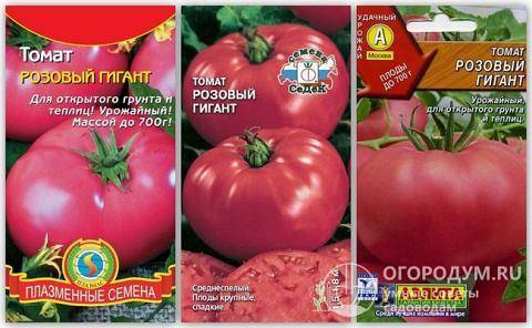 Крупный томат малиновый гигант: отзывы и 35 фото