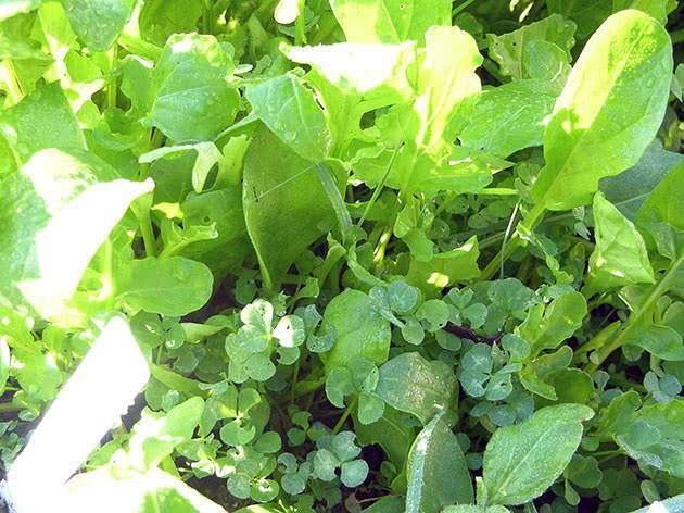 Выращивание салата руколы в домашних условиях: на подоконнике и в открытом грунте
