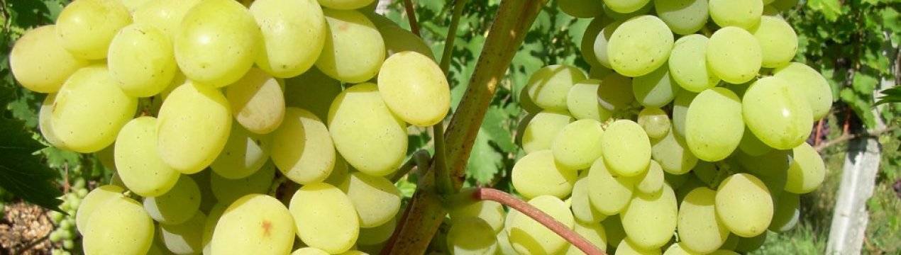 Виноград плевен: неплохой ранний сорт болгарского происхождения