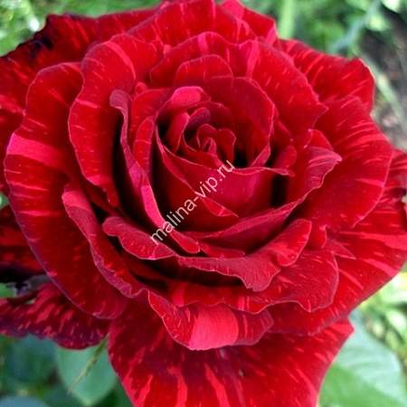 Чайно-гибридная роза Red Intuition (Ред Интуишн): фото, посадка и уход