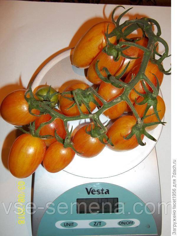 Мастодонт среди гибридных помидоров — томат партнер семко f1: описание сорта и характеристики