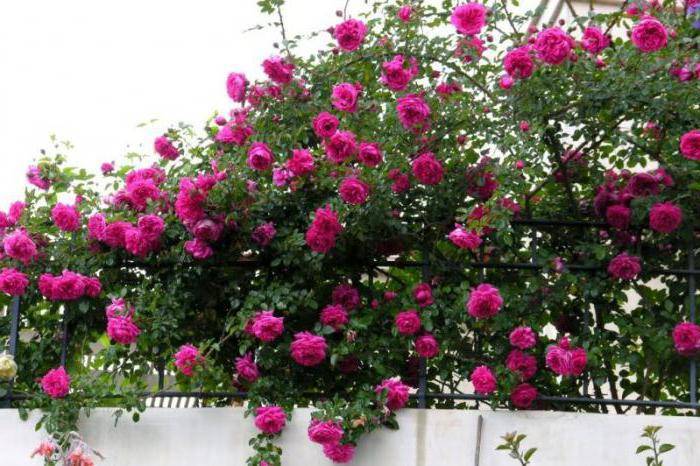Плетистая роза лагуна - правильный выбор саженцев, условия посадки, ухода и размещения молодых кустарников