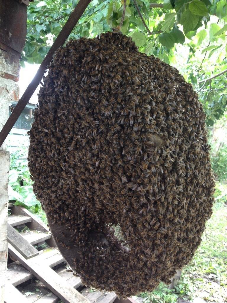 Когда собирают мед