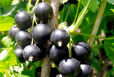 Смородина чёрная чернавка — основные характеристики
