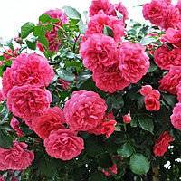Плетистая роза розариум ютерсен: описание сорта, посадка и уход, фото, отзывы