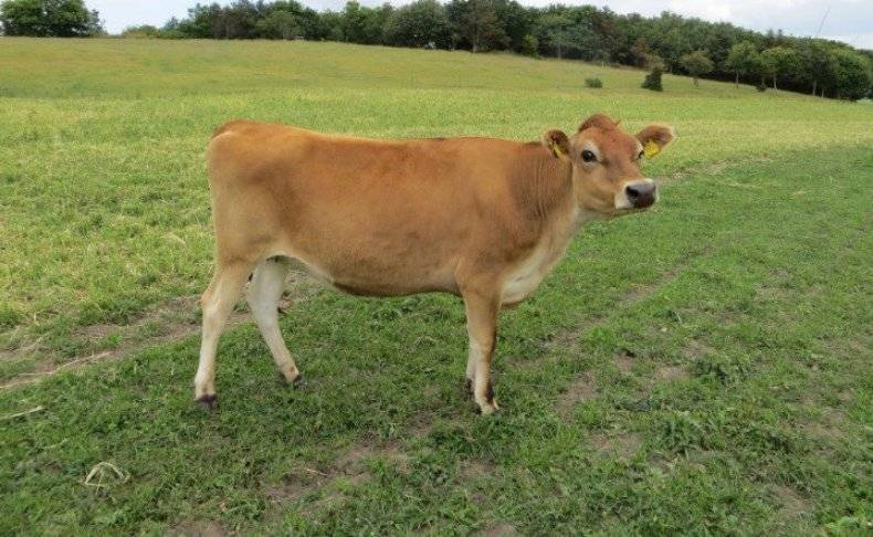 Одна из самых древних пород коров – джерсейская