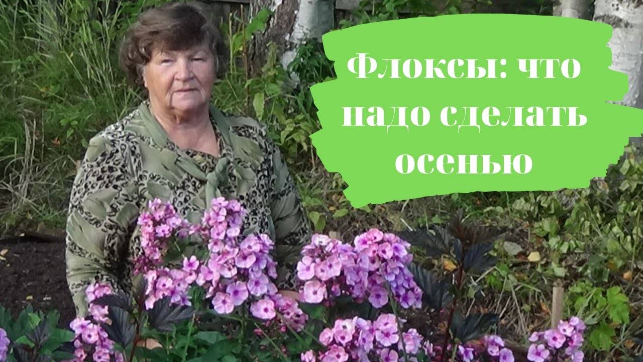 Отцвели флоксы что делать