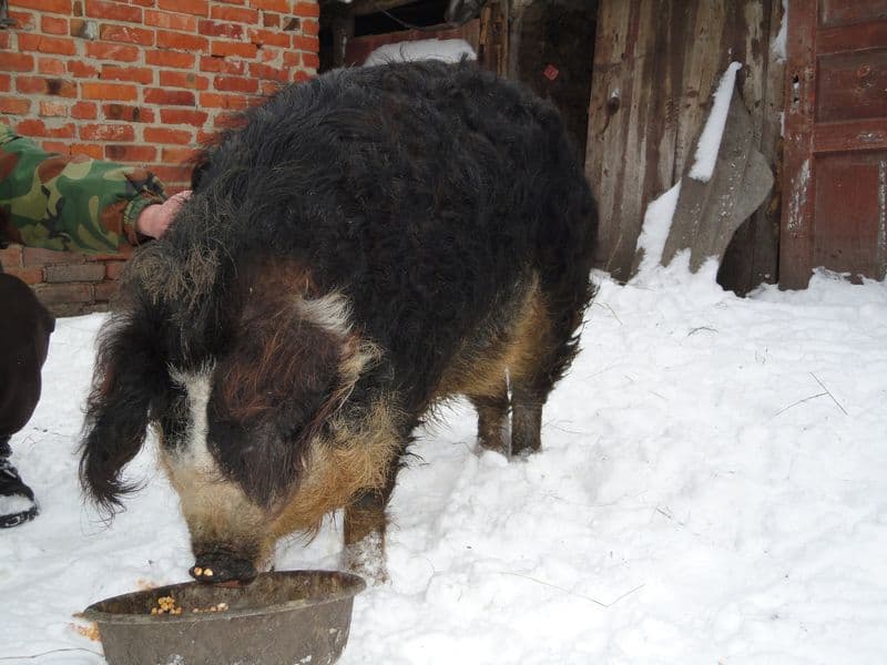 Кармалы: характеристика и особенности породы свиней
