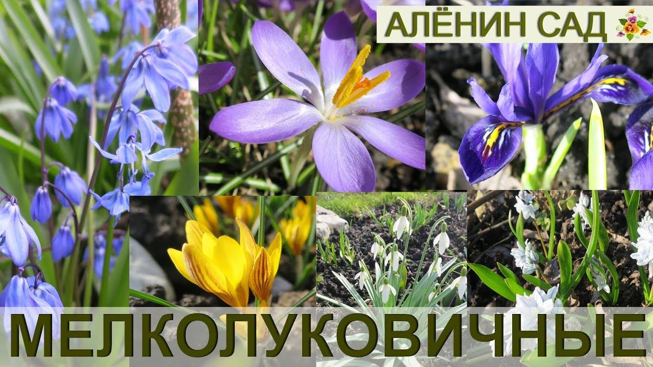 Первые весенние цветы: фото, названия и описания первоцветов - энциклопедия цветов