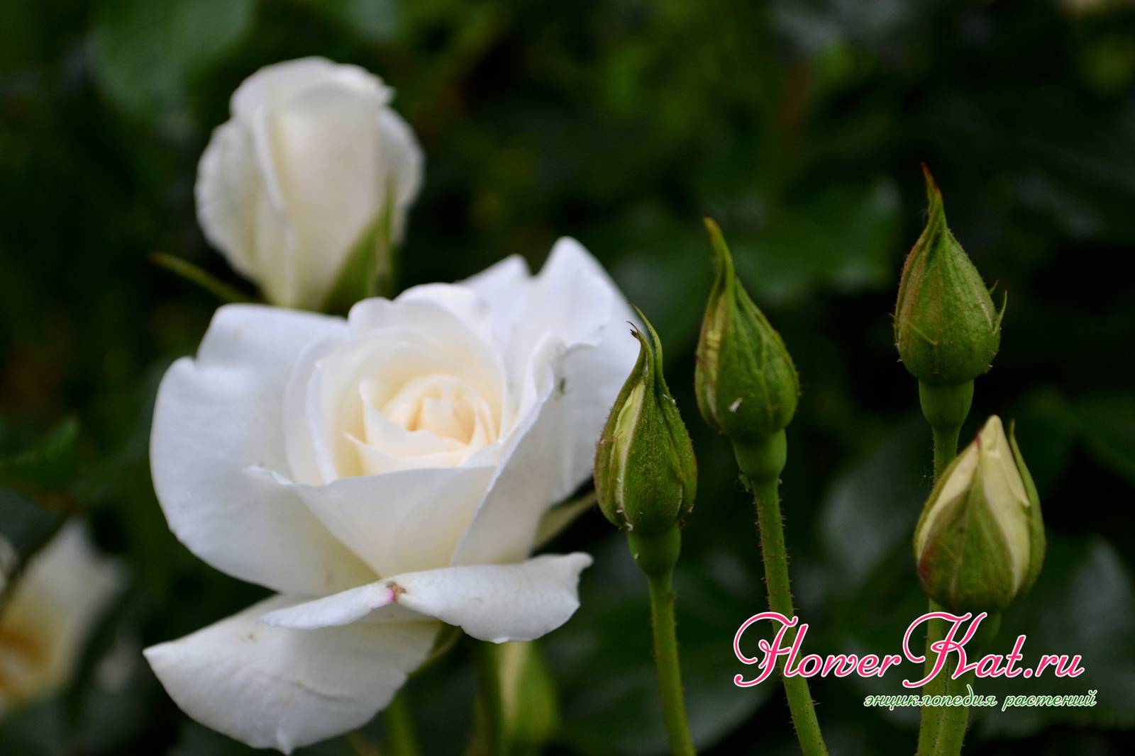 Лучшие плетистые белые розы