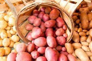 Названия сортов картошки для длительного хранения зимой