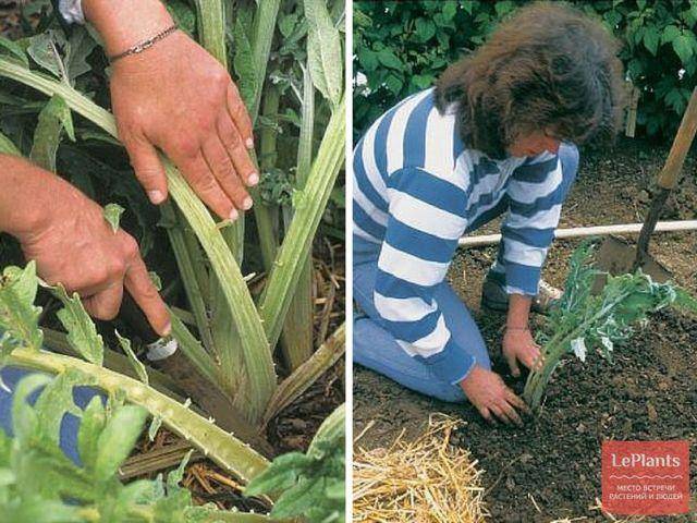Артишок: выращивание из семян - лучшая инструкция!