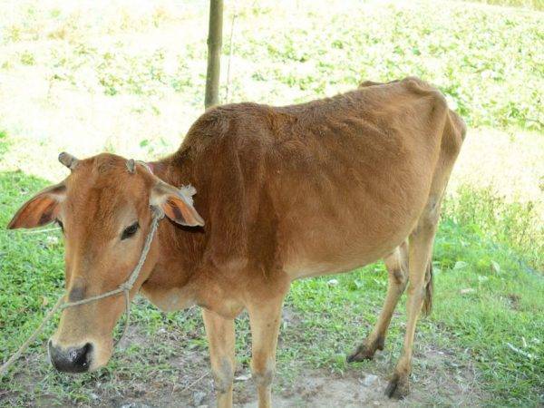 Причины появления бородавок на вымени у коровы, использование народных средств