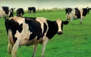 Анаплазмоз крупного рогатого скота - общая информация - 2020