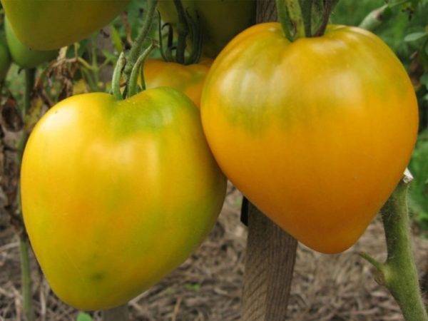 Самые урожайные сорта семян томатов (помидор) для сибири на 2020 год