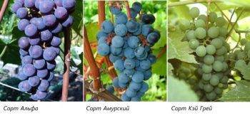 Лучшие сорта винограда для подмосковья: характеристики и описание, советы по выбору