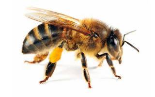 Апк "витус" - сколько глаз у пчел? и почему?