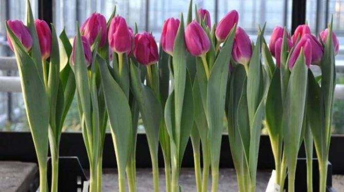 10 самых необычных сортов тюльпанов