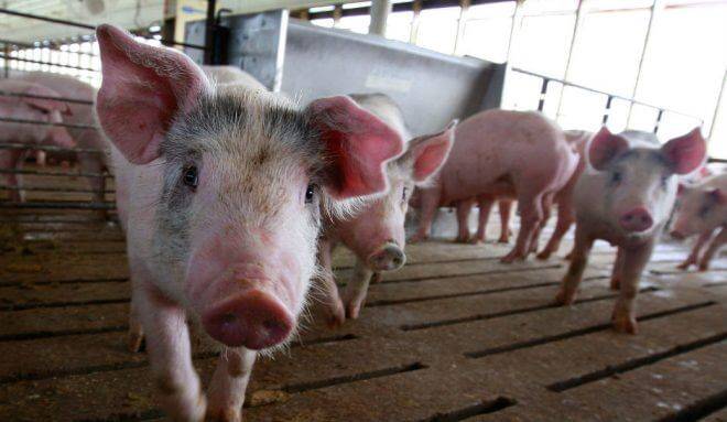 Свиной навоз как удобрение: как применять на огороде, отзывы