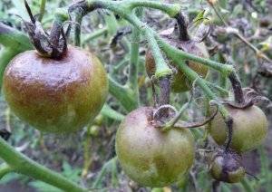 Как бороться с фитофторой на помидорах в теплице – чем и как обработать кусты