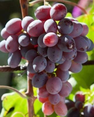 Виноград низина – прекрасный вариант любительского сорта для новичков