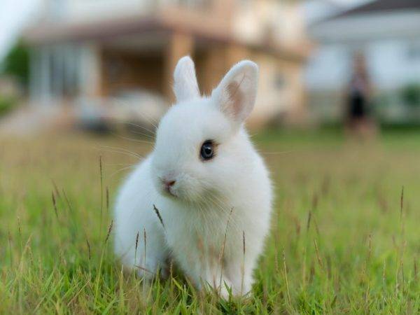 Декоративные кролики, уход и кормление, основные правила и особенности  2020