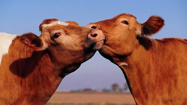 Как вылечить у коровы вагинит